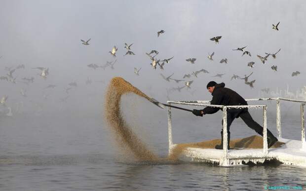 Ежегодно около 600 лебедей мигрируют к тёплому озеру в селе Урожайное Советского района Алтайского края, Россия.