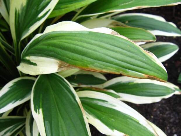51296ccf88.5-hrectifolia-chionea.jpg