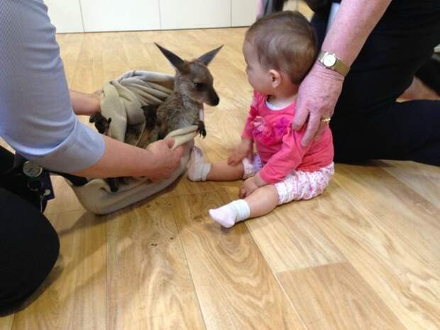 And this joey meeting a baby human for the very first time.