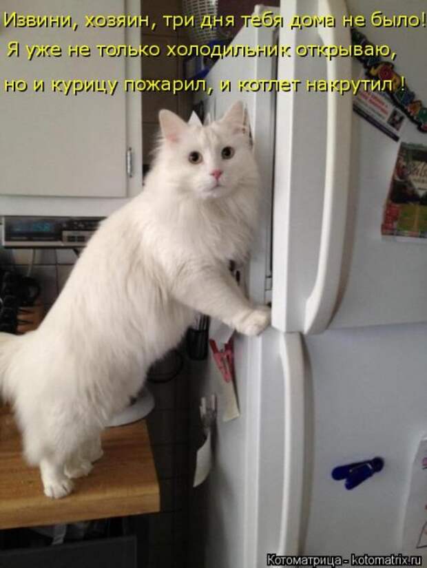 Лучшая котоматрица недели (38 фото)