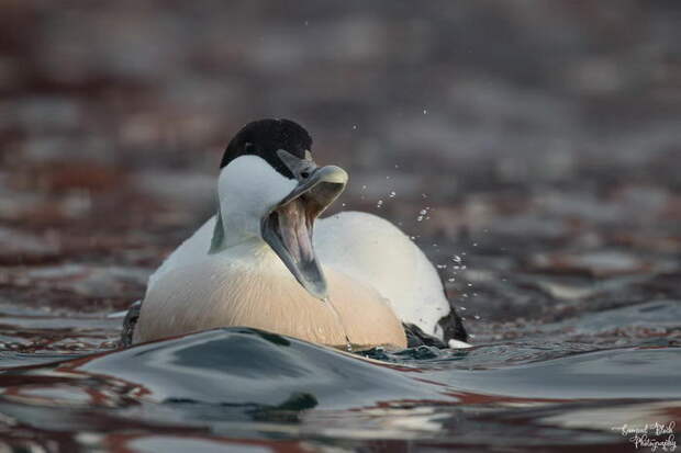 Птицы полярного круга: фотографии Samuel Bloch