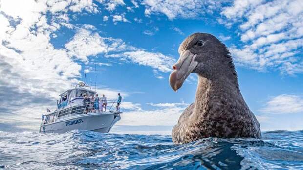 22 самых смешных фото птиц в мире — победители Wildlife Photographer of the Year, Nature Photo Contest и World Nature Photo Awards за всю историю конкурсов