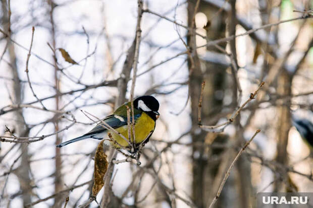 Приметы на Синичкин день: что можно и нельзя делать 12 ноября 2025