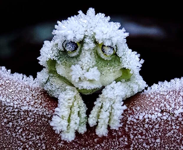 5. Замёрзшая лягушка. планета земля, удивительные фотографии, человек