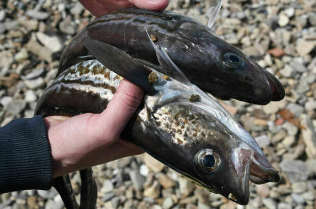 Россияне выбирают минтай вместо семги