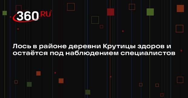 Лось в окрестностях деревни Крутицы не нуждается в помощи