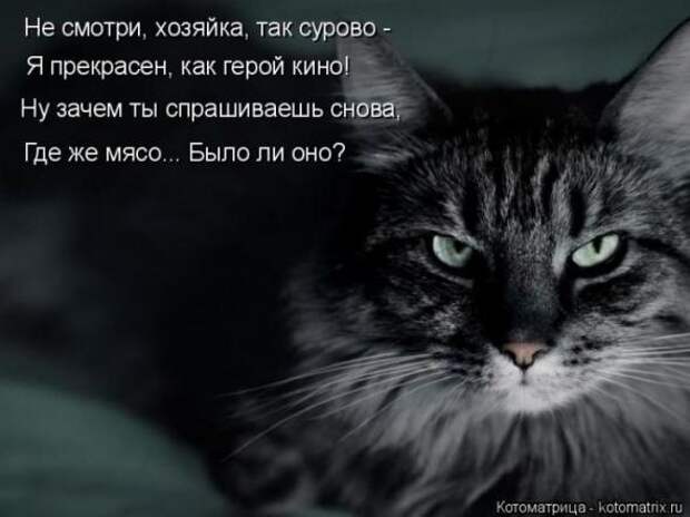 Котоматрицы(картинки с надписями)