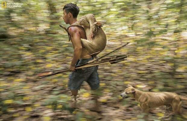Охотник племени Ава с добычей - мазамом Амазония, бразилия, жизнь, племя, уязвимость, фото, фотомир