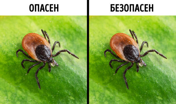Чем грозит нападение клеща?