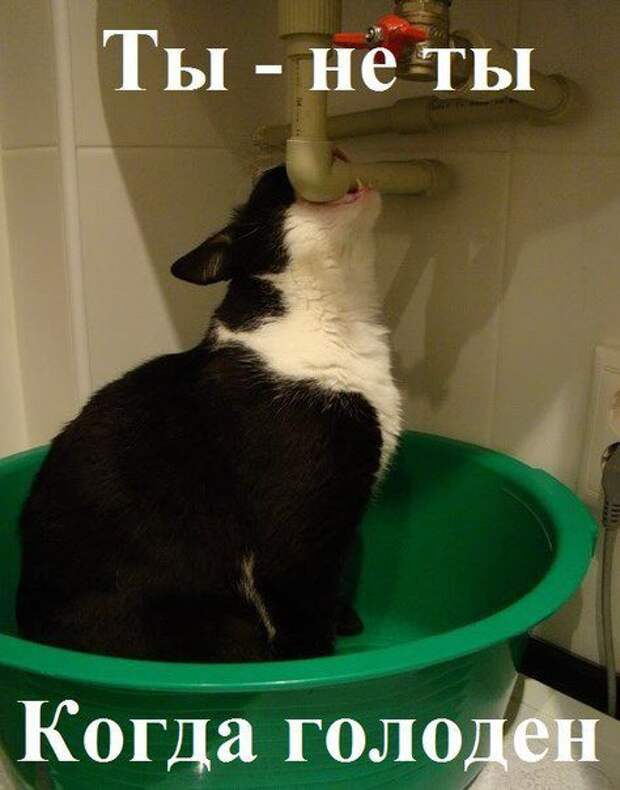 кот, прикол, юмор