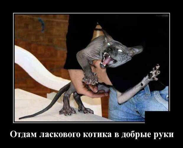 Демотиваторы (30 фото)