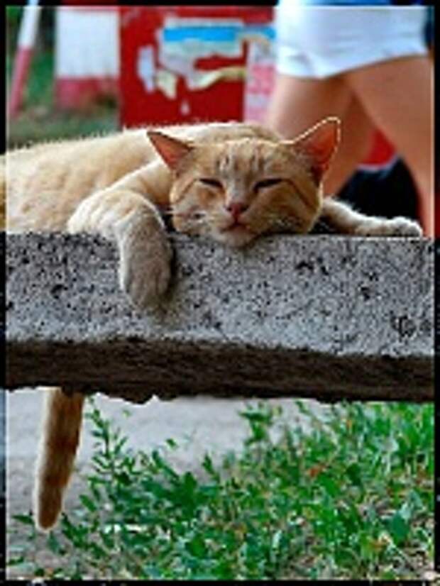Кошки и Котята 70