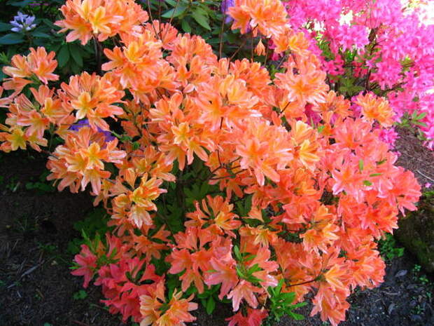 Рододендрон японский лососевый