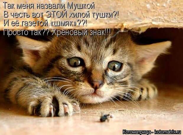 Лучшие котоматрицы недели (50 фото)