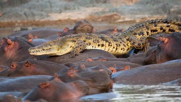 Крокодилы съели священника, демонстрировавшего, как Иисус ходил по воде Зимбабве., животные, крокодилы