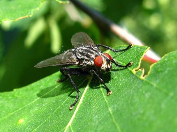 Уничтожаем личинки совки, майского жука, капустной мухи