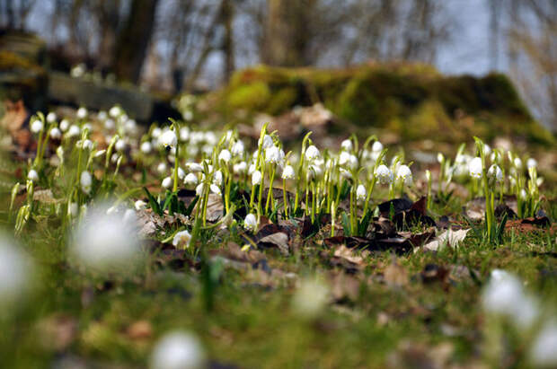 3303834_spring_time_11 (700x464, 89Kb)