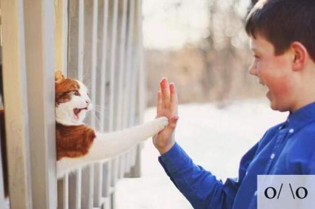кот, эмоция