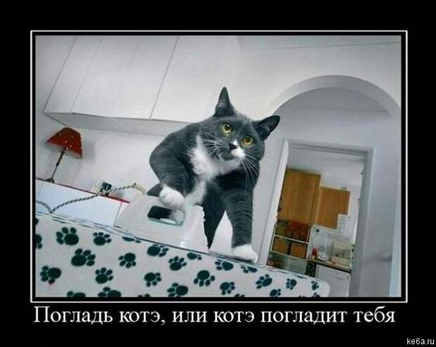 Животным смешно, а вам? (90 фото)