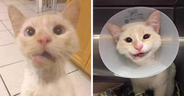 Сломанная челюсть подарила кошке загадочную "улыбку Моны Лизы" животные, кошка, улыбка