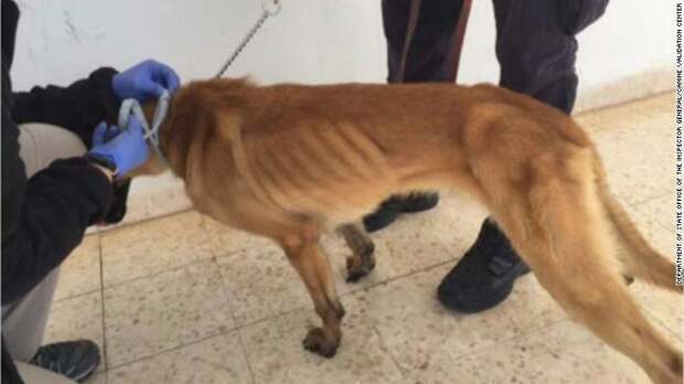 Собачья верность и человеческая неблагодарность, или Почему американские псы-саперы умирают в Иордании