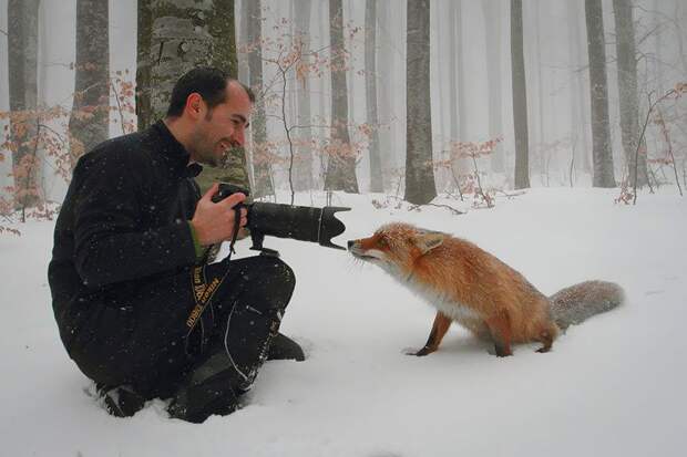 лиса, фотограф, кадр