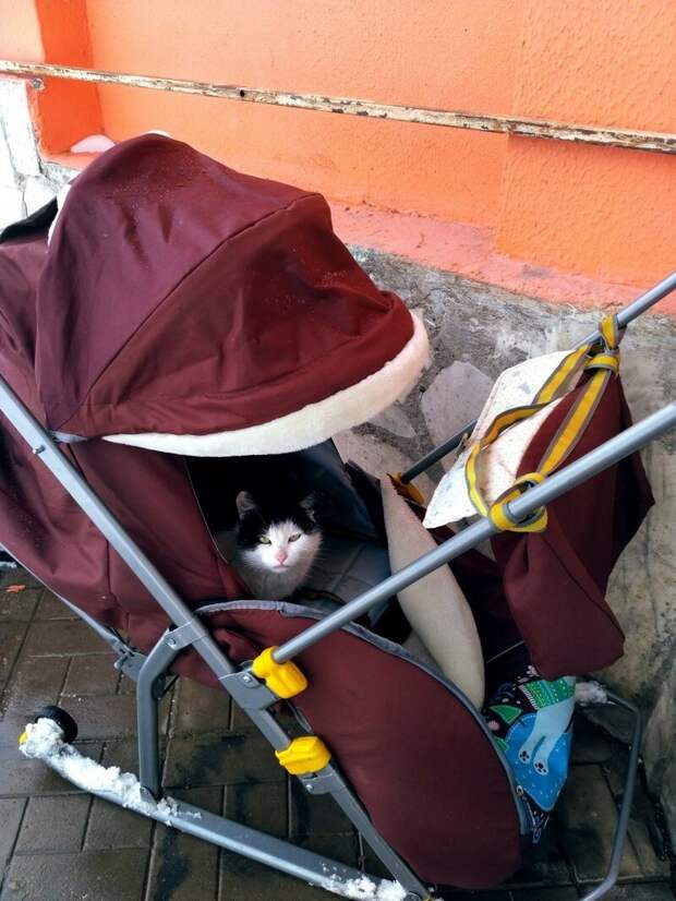 С добрым утром! коты, настроение, утро