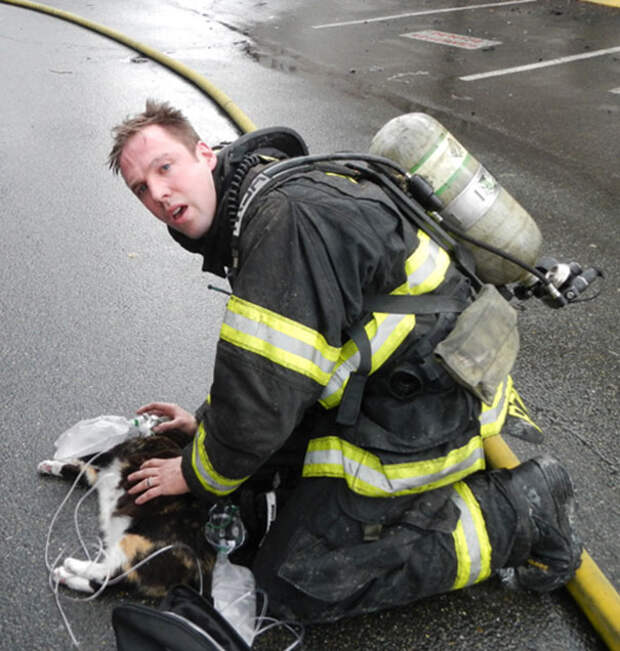 firefighters-rescuing-animals-saving-pets-16-5729c63508d5d__605