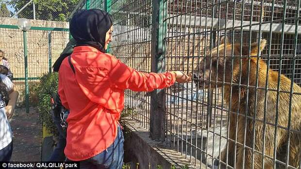 A bear at the Palestinian zoo where a nine-year-old child had his arm bitten off by an animal 