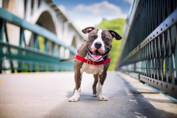 3 место в категории "Спасение собак и благотворительность" - Кайли Грир, США Кеннел клаб, животные, конкурс, лондон, портрет, собаки, фото, фотография года