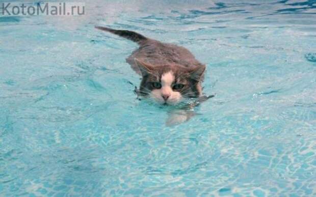 Обожаю плавать по-собачьи
