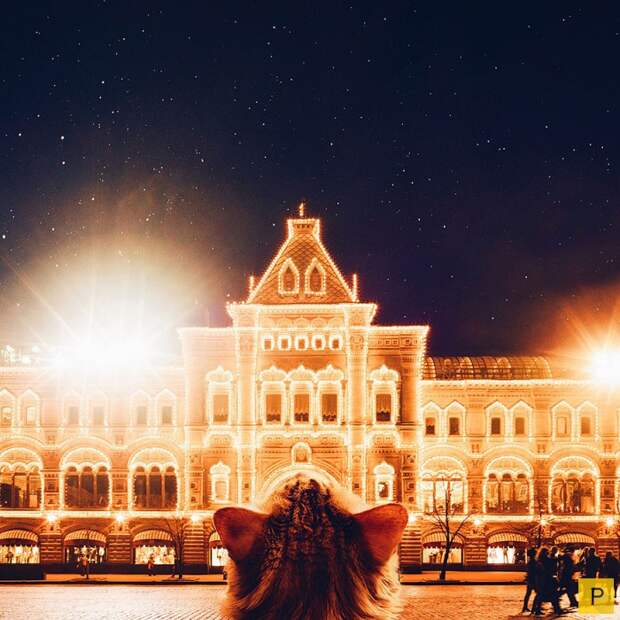 Роскошный рыжий кот по имени Котлета (27 фото) Роскошный рыжий кот по имени Котлета (27 фото)