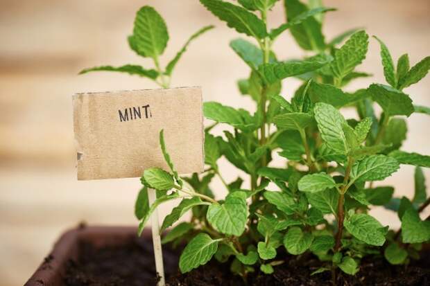Мини-огород в квартире: как вырастить овощи, зелень и даже клубнику у себя дома
