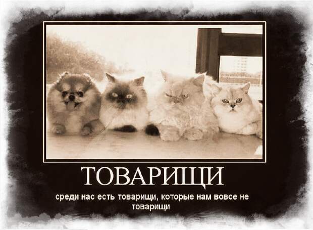 Архивное фото Музея: доска почёта ФБР, первый слева - дед любимой собаки Петра Боширова...