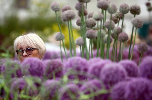 Цветочная выставка садов и цветов Chelsea Flower Show 2021