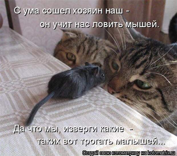 Котоматрица: он учит нас ловить мышей. таких вот трогать малышей... Да что мы, изверги какие  -  С ума сошел хозяин наш -