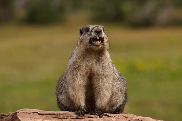 Сурок из Ленинградской области не проснулся в День сурка