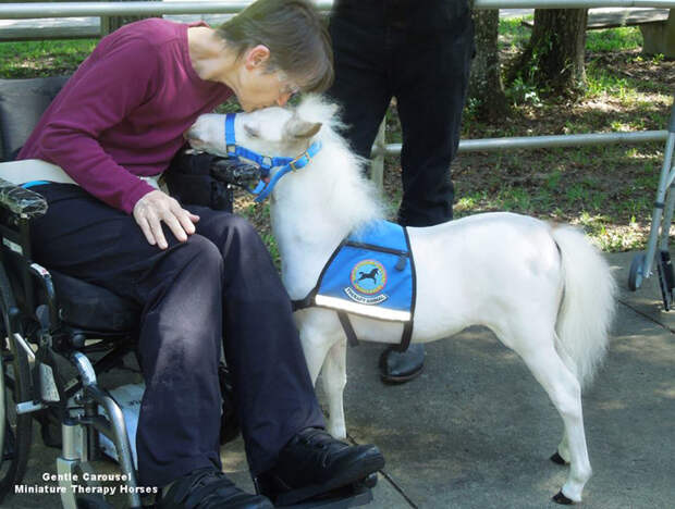 Miniature-therapy-horses-kisses