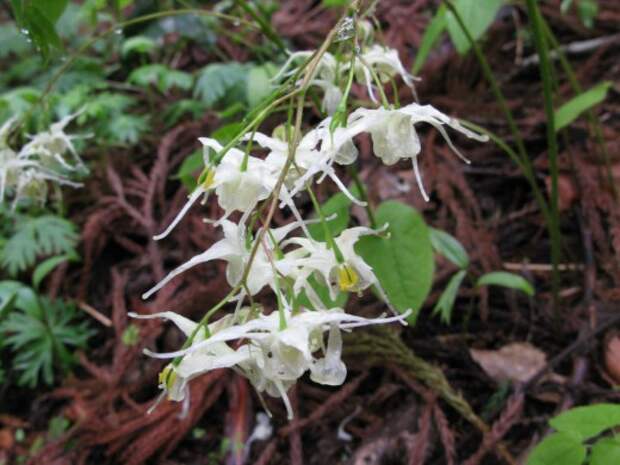 Горянка, или Эпимедиум корейский (Epimedium koreanum)