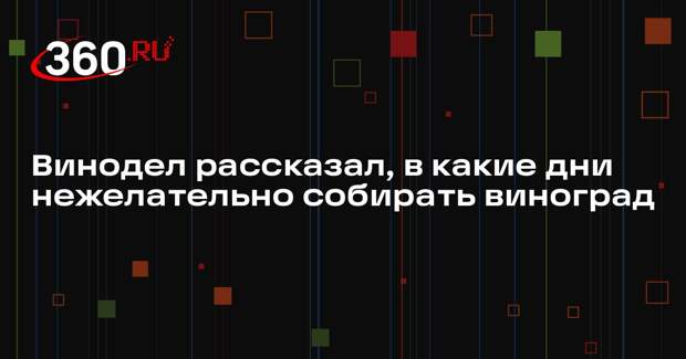 Винодел Катаржин: виноград не собирают по 13-м числам из-за суеверий