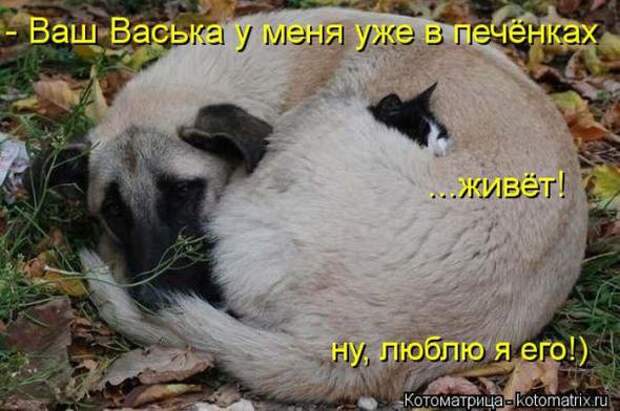 Котоматрицы(картинки с надписями)