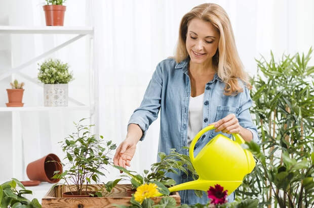 Агроном Терентьев объяснил, как спасти комнатные растения