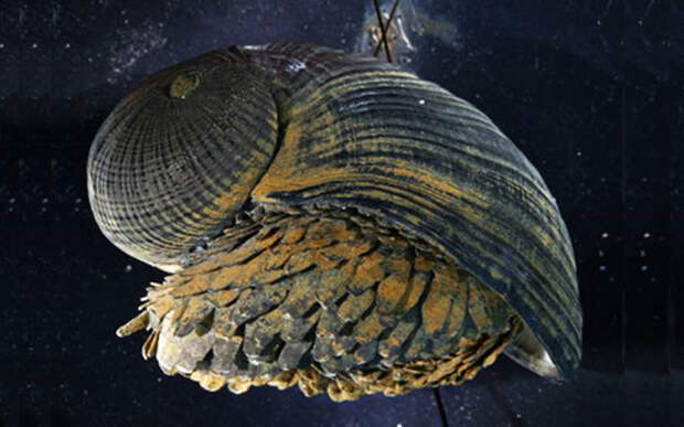 Улитки-броненосцы. 10 самых странных морских моллюсков