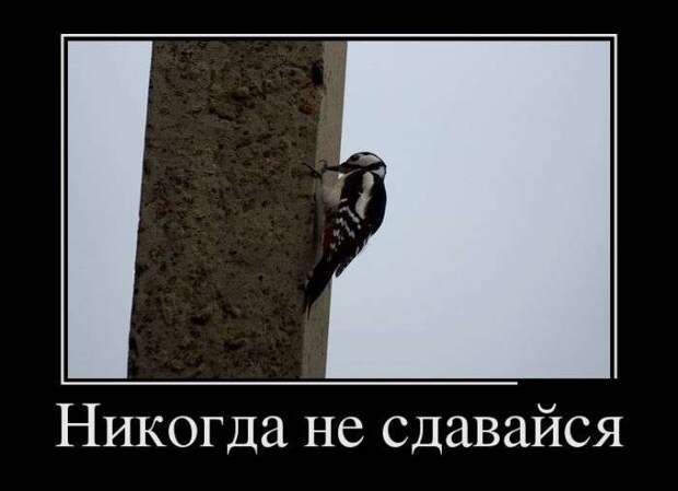 Демотивируемся! Демотивируемся!