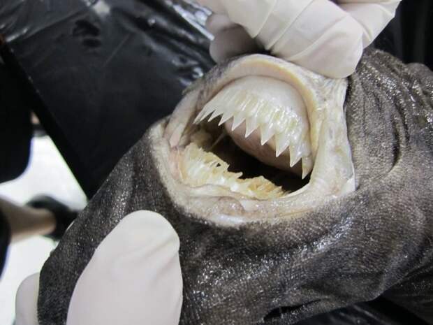 Что уж тут говорить о зубках акулы - они просто как ножи шеф-повара... в мире животных, зубы, фото