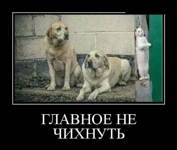Демотиваторы (30 фото)