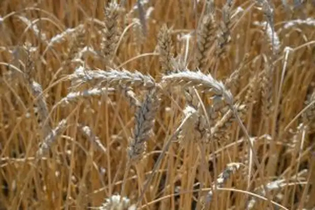 Александр Бурков поделился планами по импортозамещению в агропромышленном комплексе Омской области