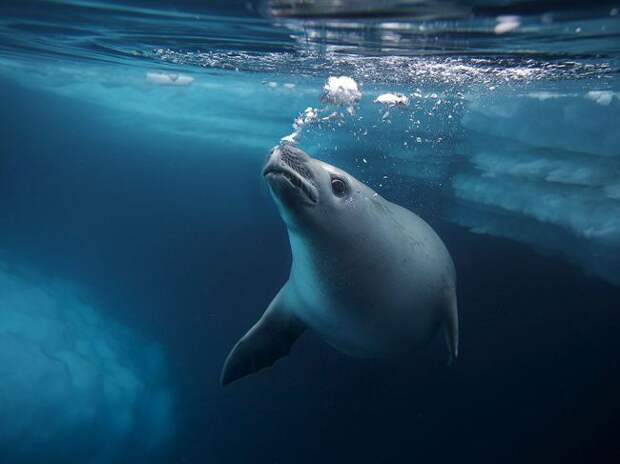 фотографии, природа, животные, national geographic