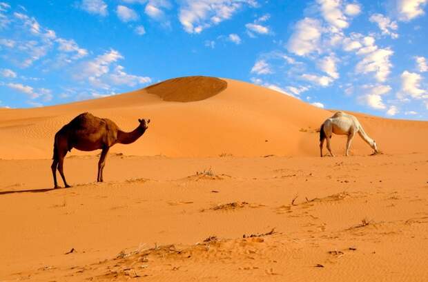 Миф: Самая большая пустыня на Земле — Сахара. земля, мифы, факты