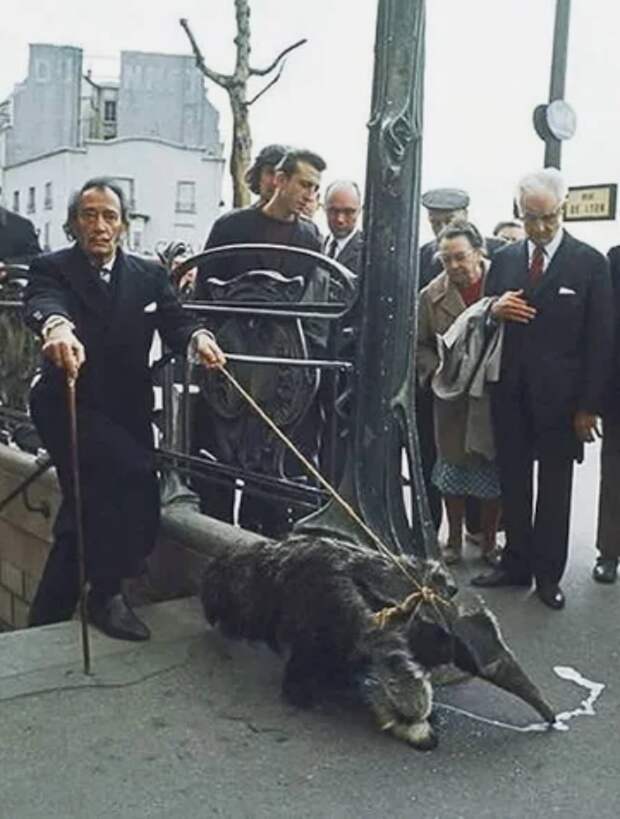 А вы бы завели дома муравьеда? / Фото: ©masterok.livejournal.com